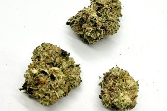 Grand Daddy Purple
